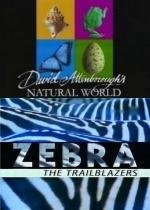 BBC: Наедине с природой: Зебры первопроходцы (BBC: ZEBRA the Trailblazers) 2004